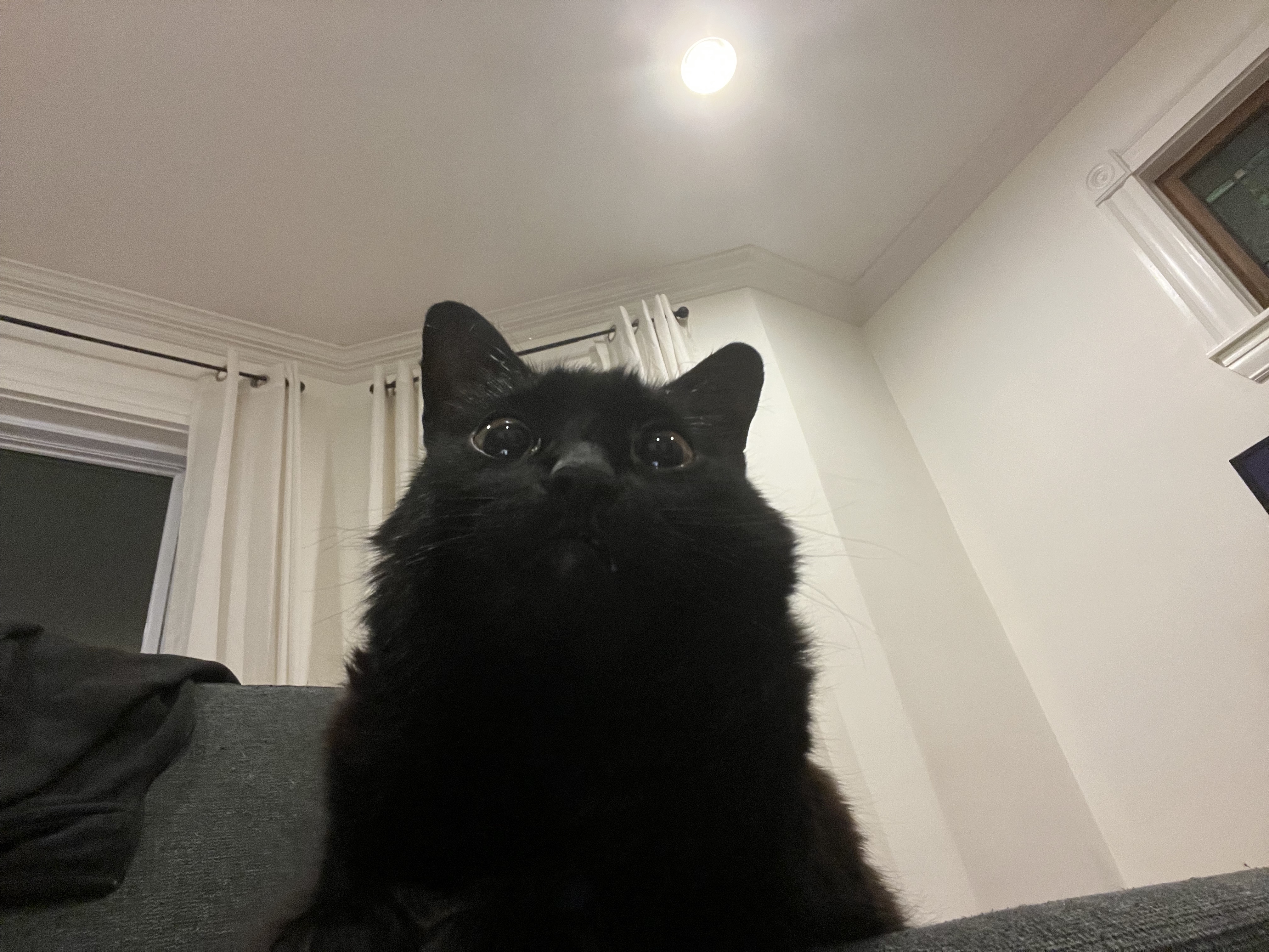 My cat looking into the camera